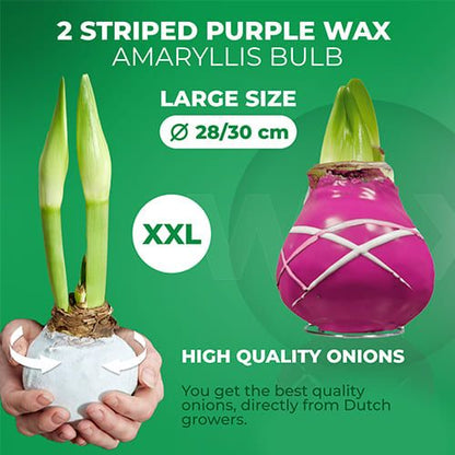 Dutch Bulbs Striped Purple Wax Amaryllis Bulbs, 2 Wax Flower Bulbs Amarylia