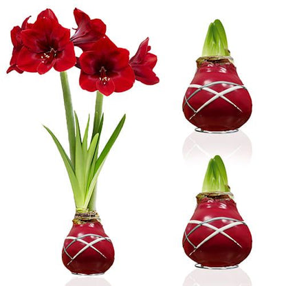 Dutch Bulbs Striped Red Wax Amaryllis Bulbs, 2 Wax Flower Bulbs Amarylia