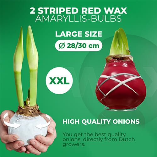 Dutch Bulbs Striped Red Wax Amaryllis Bulbs, 2 Wax Flower Bulbs Amarylia