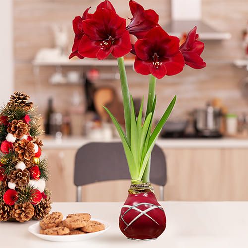 Dutch Bulbs Striped Red Wax Amaryllis Bulbs, 2 Wax Flower Bulbs Amarylia