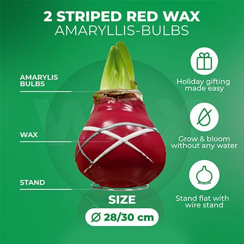 Dutch Bulbs Striped Red Wax Amaryllis Bulbs, 2 Wax Flower Bulbs Amarylia