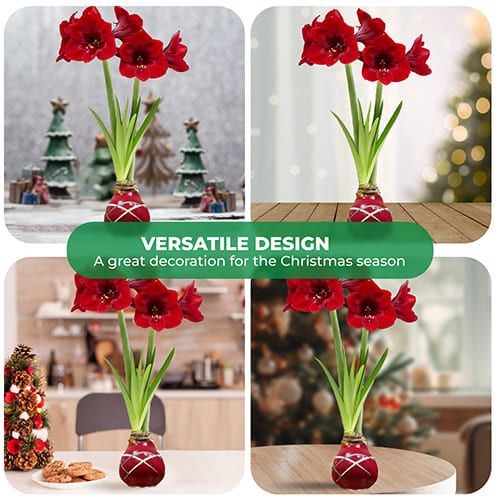 Dutch Bulbs Striped Red Wax Amaryllis Bulbs, 2 Wax Flower Bulbs Amarylia