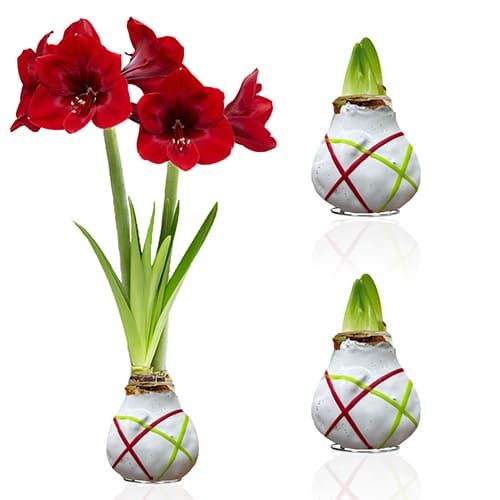 Dutch Bulbs Striped White Wax Amaryllis Bulbs, 2 Wax Flower Bulbs Amarylia