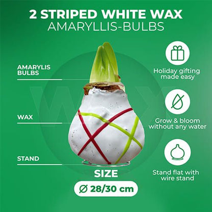 Dutch Bulbs Striped White Wax Amaryllis Bulbs, 2 Wax Flower Bulbs Amarylia