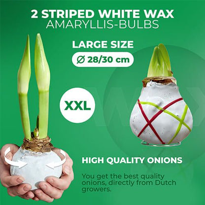 Dutch Bulbs Striped White Wax Amaryllis Bulbs, 2 Wax Flower Bulbs Amarylia