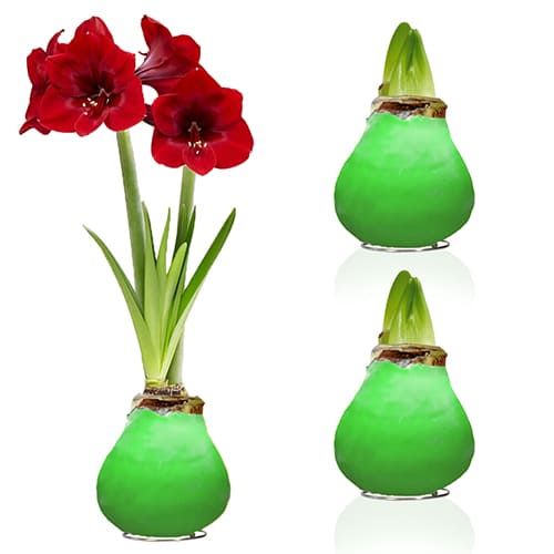 Green Wax (2 Pieces) Amaryllis Bulbs Collection Amarylia