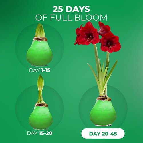 Green Wax (2 Pieces) Amaryllis Bulbs Collection Amarylia