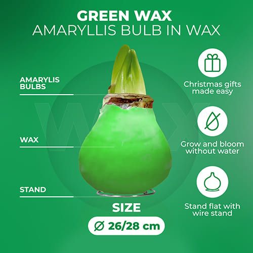 Green Wax (2 Pieces) Amaryllis Bulbs Collection Amarylia