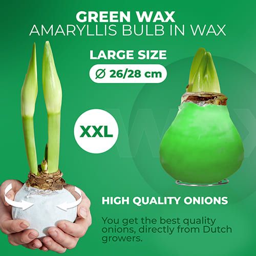 Green Wax (2 Pieces) Amaryllis Bulbs Collection Amarylia