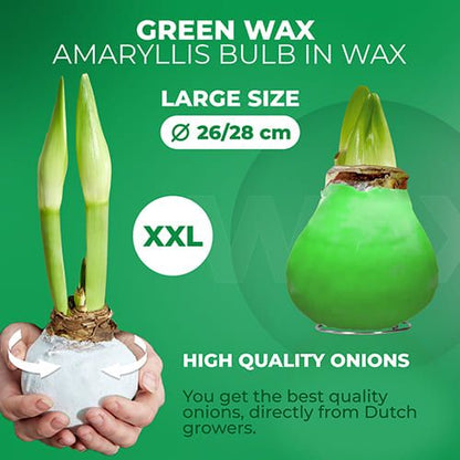 Green Wax (2 Pieces) Amaryllis Bulbs Collection Amarylia