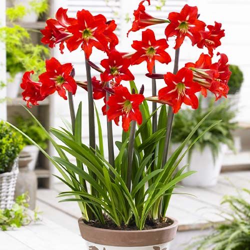 Hippeastrum sonatini Balentino Amarylia