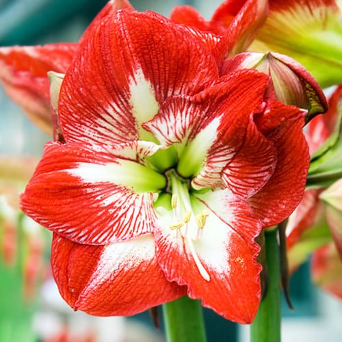 Hippeastrum sonatini Eyecatcher Amarylia