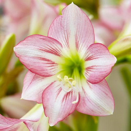 Hippeastrum sonatini Pink Rascal Amarylia