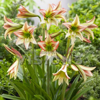 Hippeastrum sonatini Viridi Rascal Amarylia