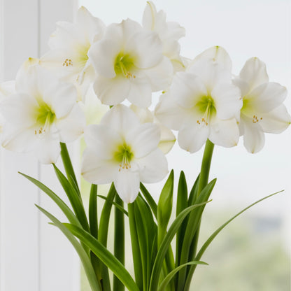 Amaryllis (Hippeastrum) julklapp