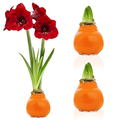 Orange Wax (2 Pieces) Amaryllis Bulb Collection Amarylia