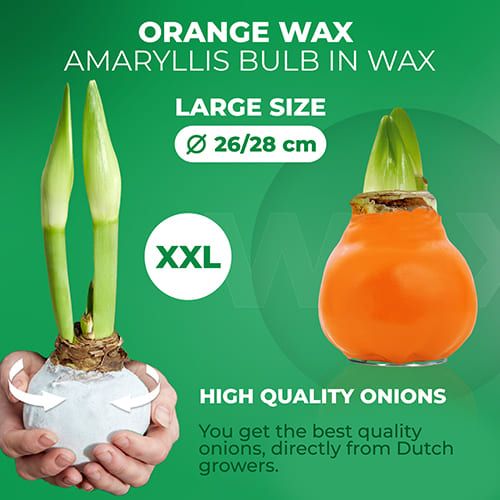 Orange Wax (2 Pieces) Amaryllis Bulb Collection Amarylia