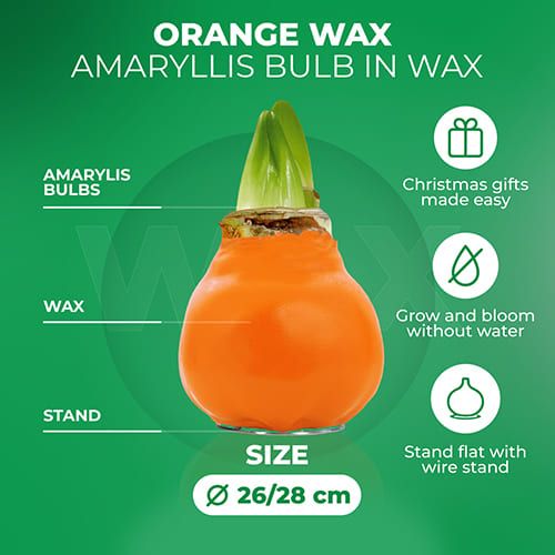 Orange Wax (2 Pieces) Amaryllis Bulb Collection Amarylia