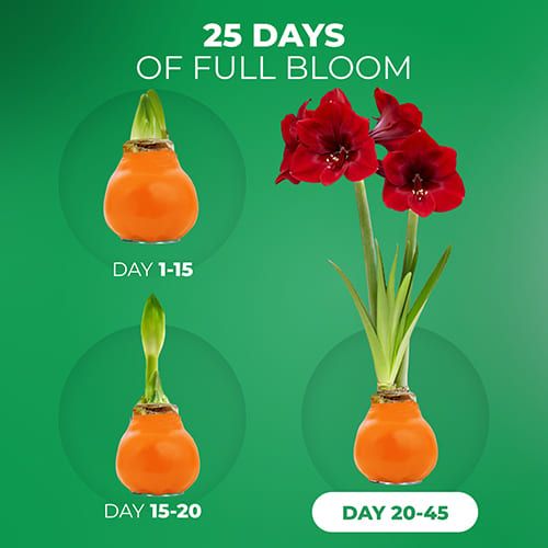 Orange Wax (2 Pieces) Amaryllis Bulb Collection Amarylia