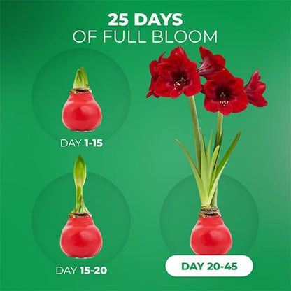 Red Wax (2 Pieces) Amaryllis Bulb in Wax Collection Amarylia