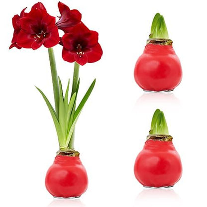 Red Wax (2 Pieces) Amaryllis Bulb in Wax Collection Amarylia