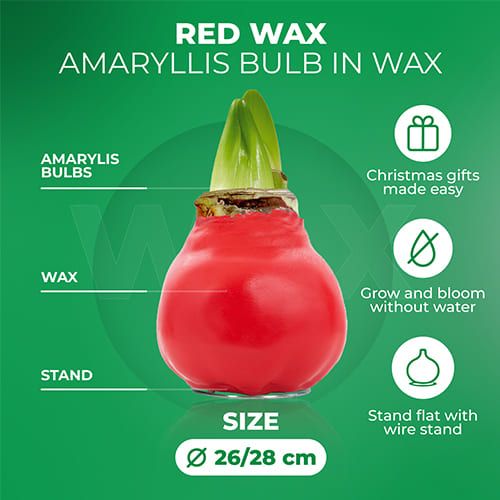 Red Wax (2 Pieces) Amaryllis Bulb in Wax Collection Amarylia