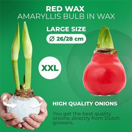 Red Wax (2 Pieces) Amaryllis Bulb in Wax Collection Amarylia