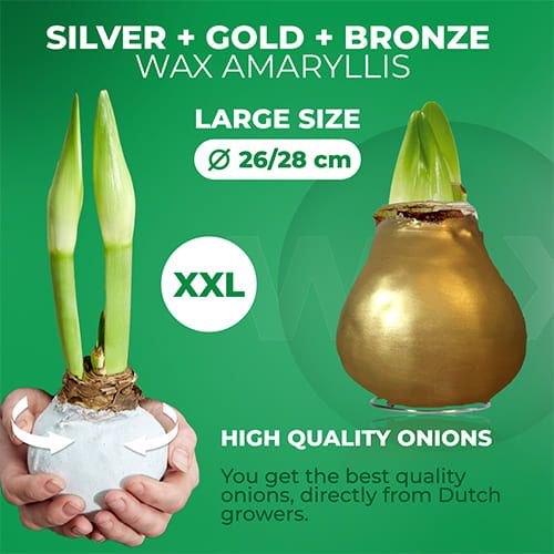 Silver + Gold + Bronze Wax Amaryllis Bulb in Wax Collection Amarylia