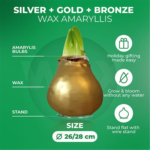 Silver + Gold + Bronze Wax Amaryllis Bulb in Wax Collection Amarylia