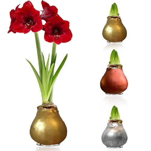 Silver + Gold + Bronze Wax Amaryllis Bulb in Wax Collection Amarylia