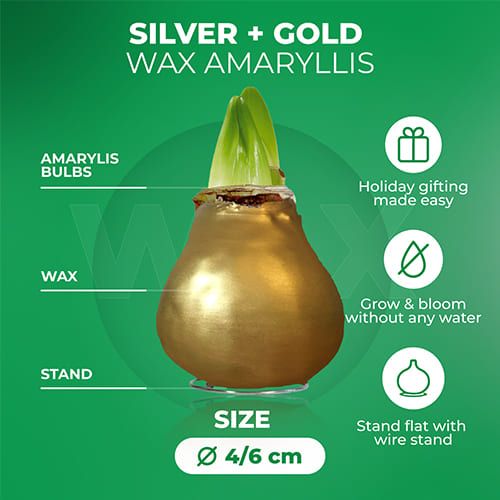 Silver + Gold Wax Amaryllis Bulb in Wax Collection Amarylia