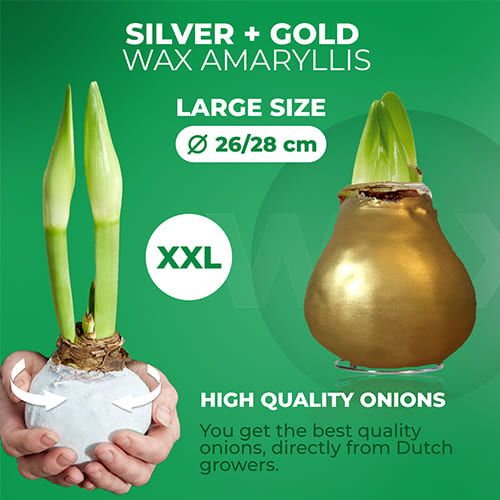 Silver + Gold Wax Amaryllis Bulb in Wax Collection Amarylia