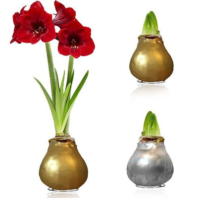 Wax Amaryllis Set Silver & Gold – 2 Bulbs