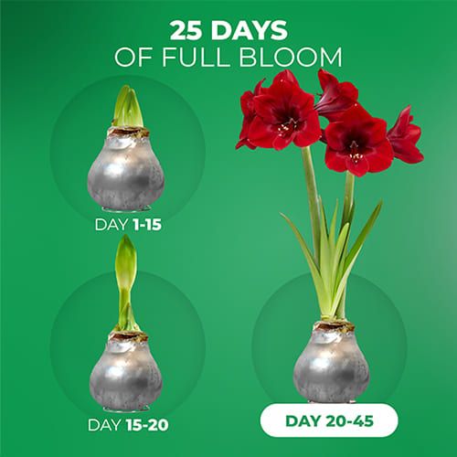 Silver Wax (2 pieces) Amaryllis Bulb in Wax Collection Amarylia