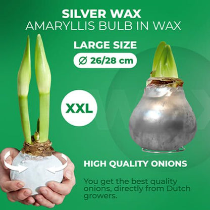 Silver Wax (2 pieces) Amaryllis Bulb in Wax Collection Amarylia