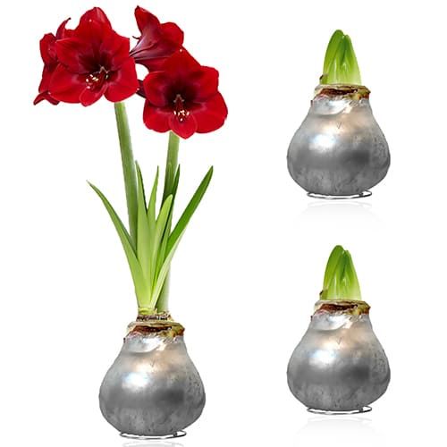 Silver Wax (2 pieces) Amaryllis Bulb in Wax Collection Amarylia