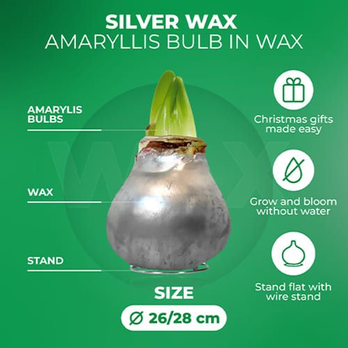 Silver Wax (2 pieces) Amaryllis Bulb in Wax Collection Amarylia