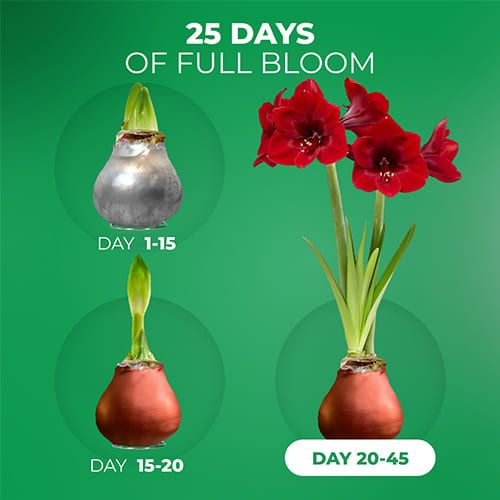 WAX Amaryllis Bulb Silver + Bronze Collection Amarylia