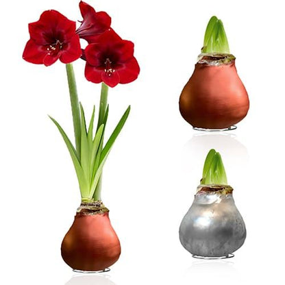 WAX Amaryllis Bulb Silver + Bronze Collection Amarylia