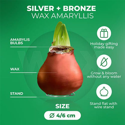 WAX Amaryllis Bulb Silver + Bronze Collection Amarylia