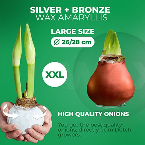 WAX Amaryllis Bulb Silver + Bronze Collection Amarylia