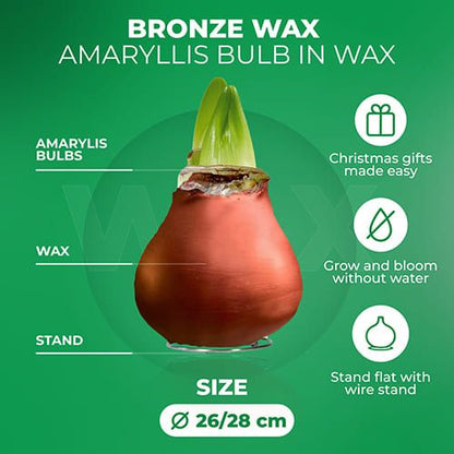 WAX Bronze Amaryllis Bulb 2 Large Bulbs Amarylia