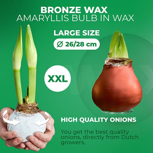 WAX Bronze Amaryllis Bulb 2 Large Bulbs Amarylia