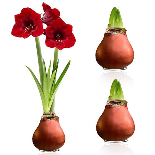 WAX Bronze Amaryllis Bulb 2 Large Bulbs Amarylia