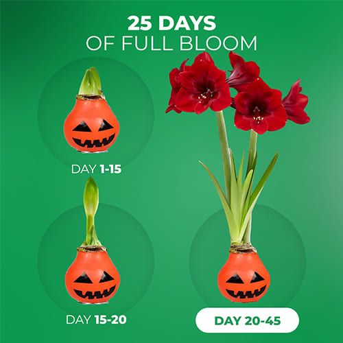 Wax Amaryllis Halloween Bulb Amarylia