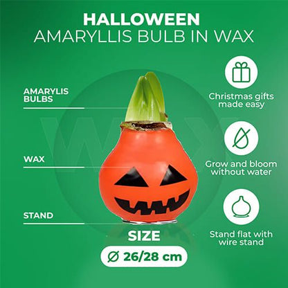 Wax Amaryllis Halloween Bulb Amarylia