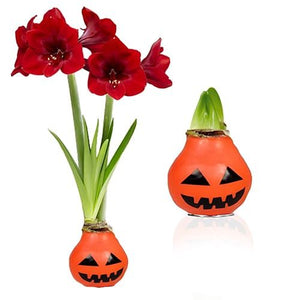 Halloween wax amaryllis bulb – flowers without soil or water