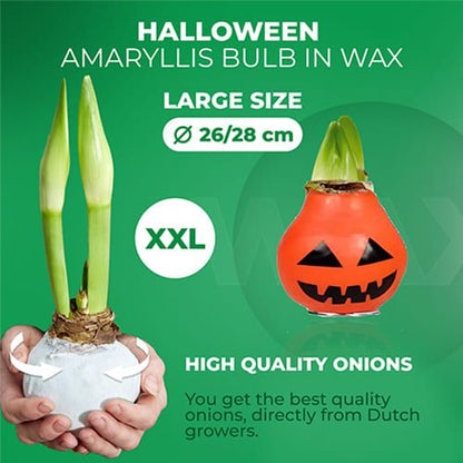 Wax Amaryllis Halloween Bulb Amarylia