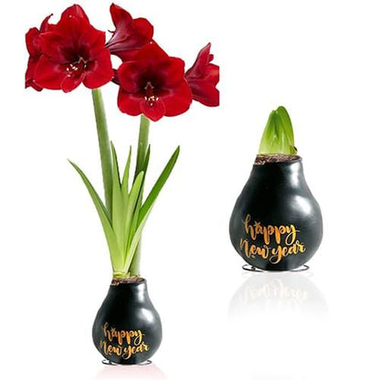 Wax Amaryllis Happy New Year Bulb Amarylia