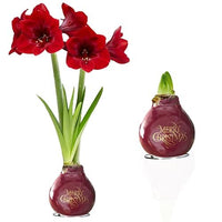 Wax Amaryllis Merry Christmas – 2 Bulbs